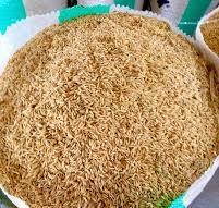 Fresh Paddy Rice