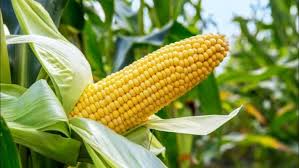 Maize